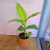 Canna Paniculata en internet