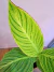 Canna Paniculata - comprar online