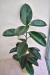 Ficus Elástica Gomero M + Pintor Arena - comprar online