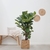 Ficus Lyrata