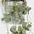Ceropegia Woodii