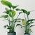 Strelitzia Nicolai - comprar online