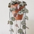 Ceropegia Woodii en internet