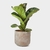 Ficus Lyrata en internet