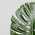 Monstera Deliciosa en internet