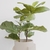 Ficus Lyrata - comprar online