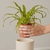 Asplenium Nidus - comprar online