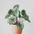 Peperomia Argyreia