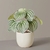 Peperomia Argyreia - comprar online