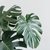 Monstera Deliciosa - ESTUDIO NODEK