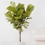Ficus Lyrata - ESTUDIO NODEK