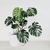 Monstera Deliciosa - comprar online