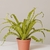 Asplenium Nidus en internet