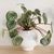 Peperomia Argyreia en internet
