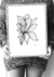 Dibujo acrílico s/papel - comprar online