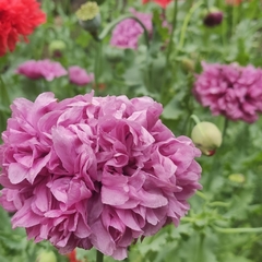Semillas Amapola doble Mix. Papaver somniferum en internet