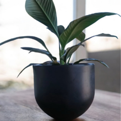 Maceta Rotomoldeada Semiesfera