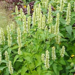 Agastache Liquorice White