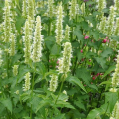 Agastache Liquorice White - comprar online