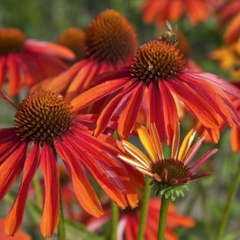 Semillas Echinacea a elección - comprar online