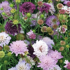 Semillas Scabiosa Mix