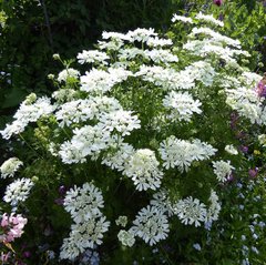 Semillas de Orlaya grandiflora
