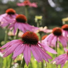 Semillas Echinacea a elección