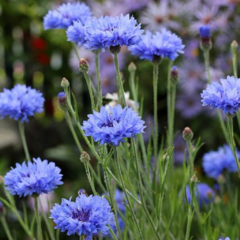 Semillas de Centaurea Cyanus Azul