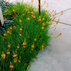 Bulbine Frutescens. Crasa - comprar online