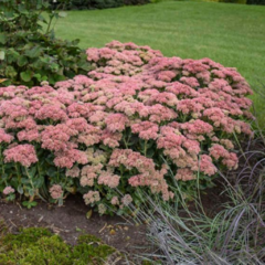 Sedum Spectabile autumn joy Hylotelephium