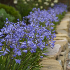 Agapanthus enano - comprar online