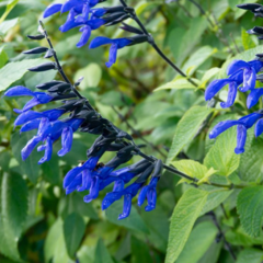 Salvia Guaranítica Salvia Azul Nativa