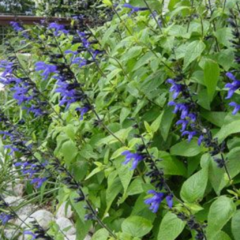 Salvia Guaranítica Salvia Azul Nativa - comprar online