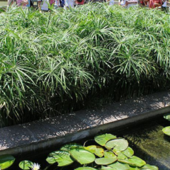 Cyperus Papyrus nana