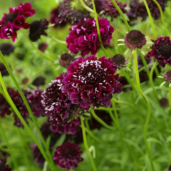 Semillas Scabiosa atropurpurea