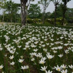 Zephyranthes candida Azucenita del rio - comprar online