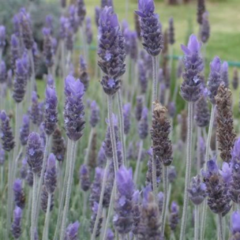 Lavanda Dentada