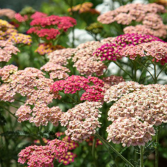 Achillea millefolium Salmon
