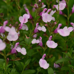 Salvia Greggii en internet