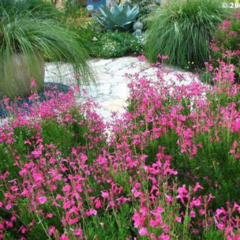 Salvia Greggii - comprar online