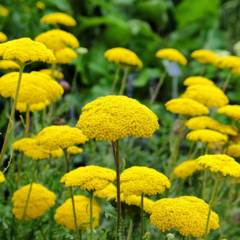 Achillea filipendulina