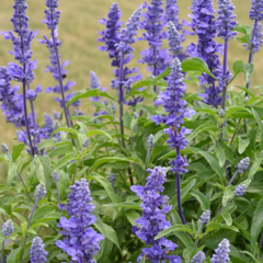 Salvia farinácea