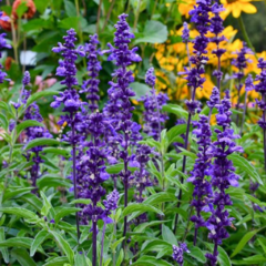 Salvia farinácea - comprar online
