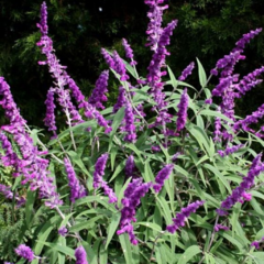 Salvia Leucantha