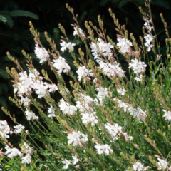 Gaura