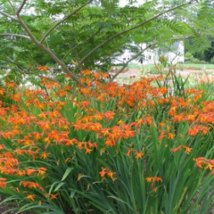 Crocosmia × crocosmiiflora - comprar online