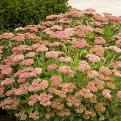 Sedum Spectabile autumn joy Hylotelephium - comprar online