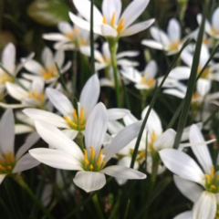 Zephyranthes candida Azucenita del rio