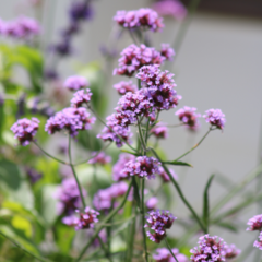 Semillas de Verbena Bonaerense