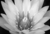 Remera Flor (Capsula Lili Gelman) en internet